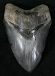 Glossy, Serrated Megalodon Tooth #29420-2